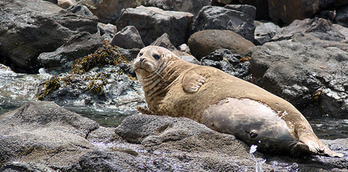 catalina seal rock